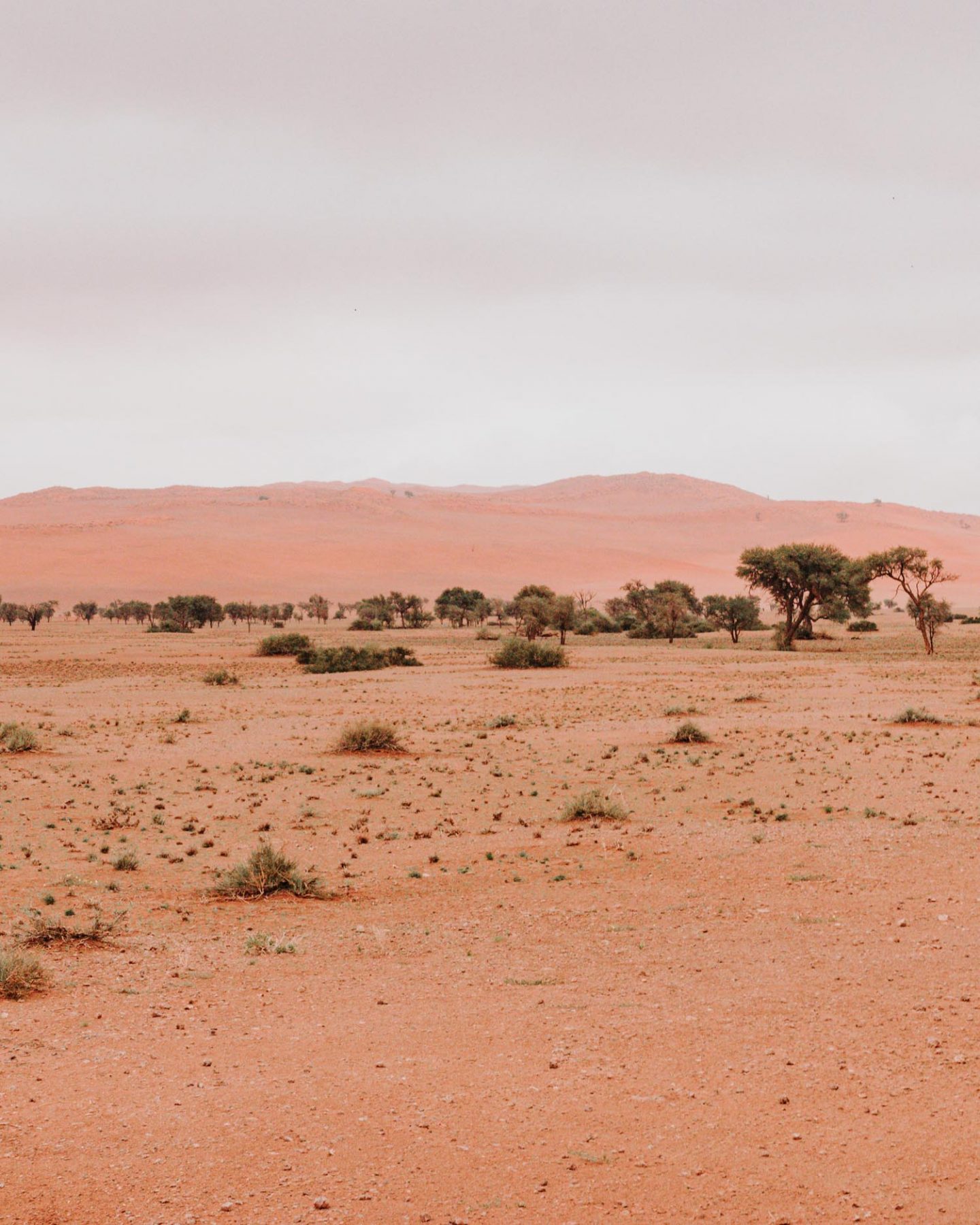 Namib desert