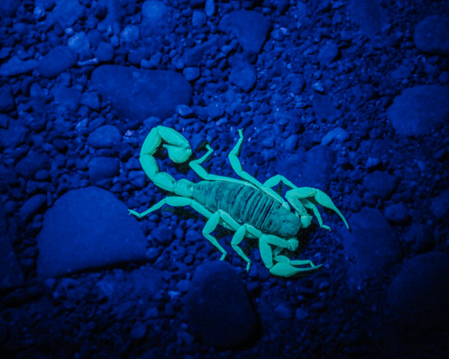 scorpian at night