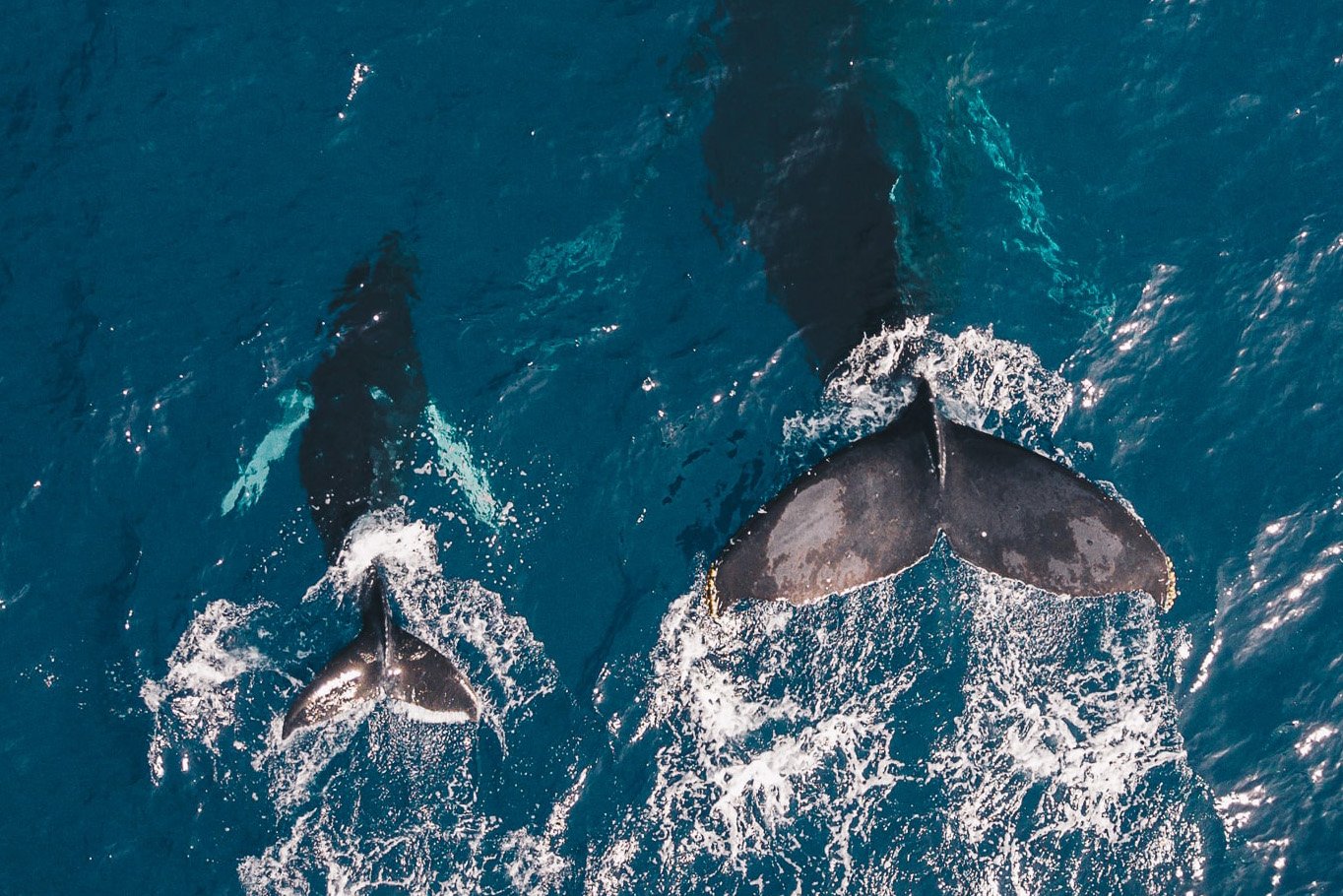 whale swimming in the ocean