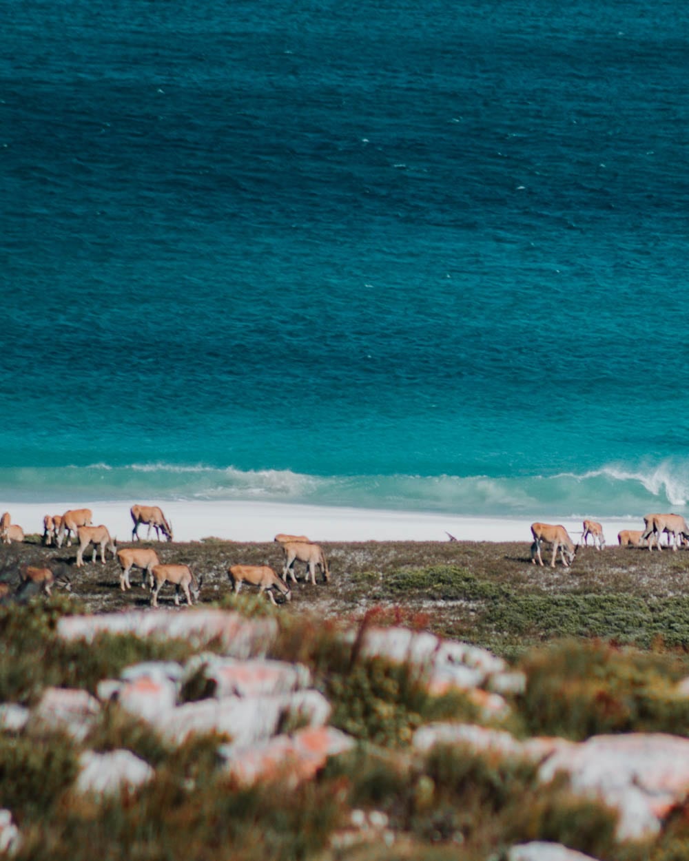 animals inside cape point