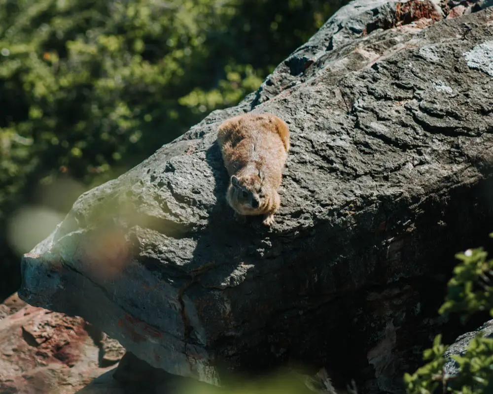 dassie sitting on a rock