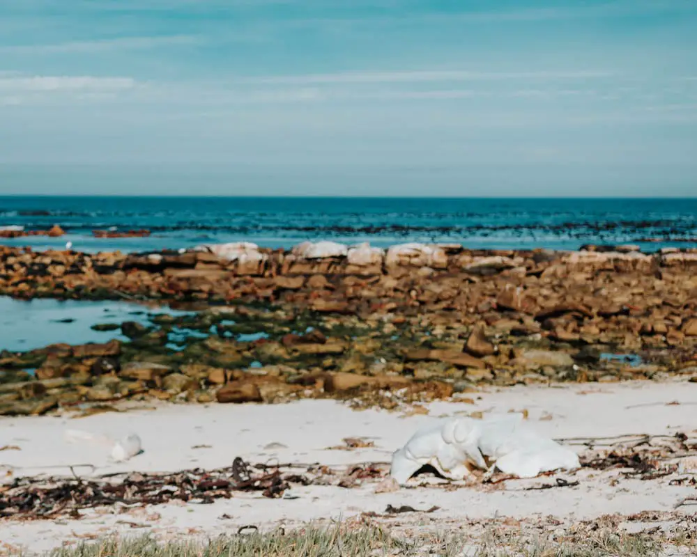 whale bone on beach