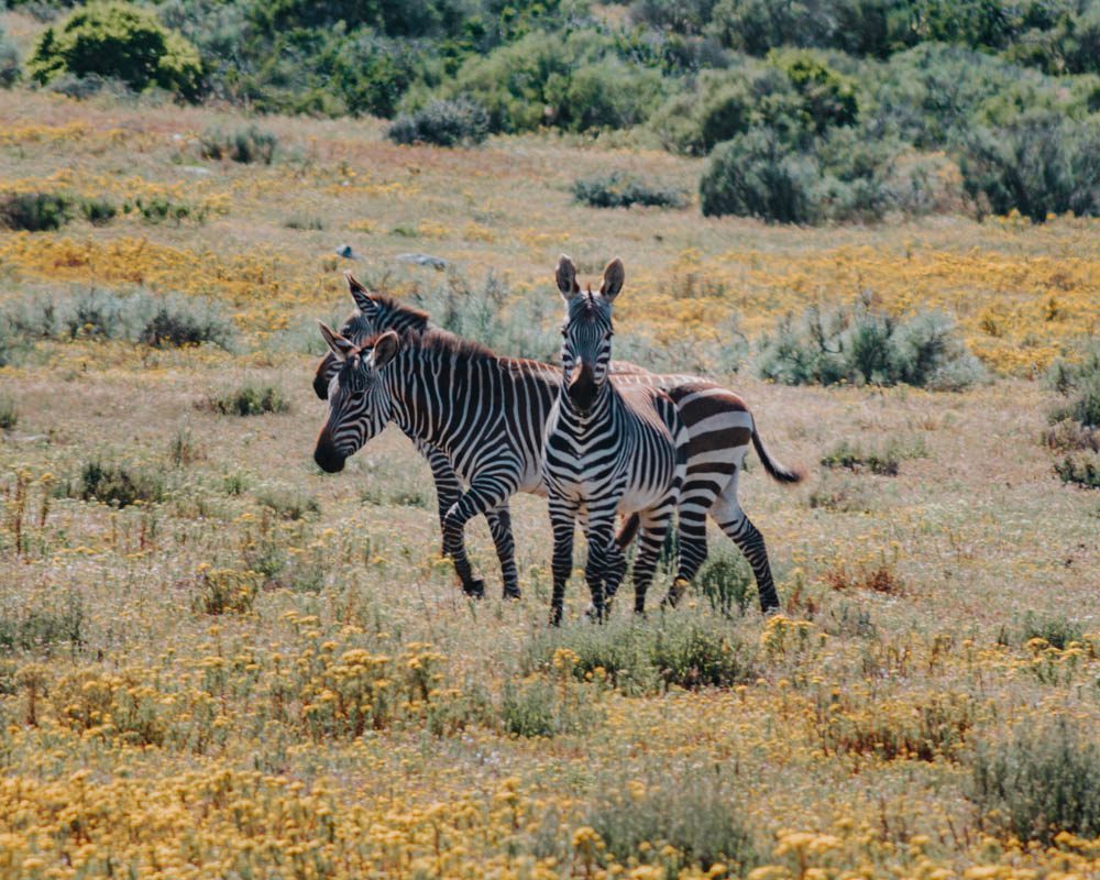 zebras in postberg