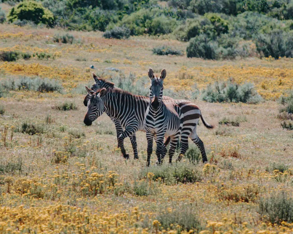 zebras in postberg