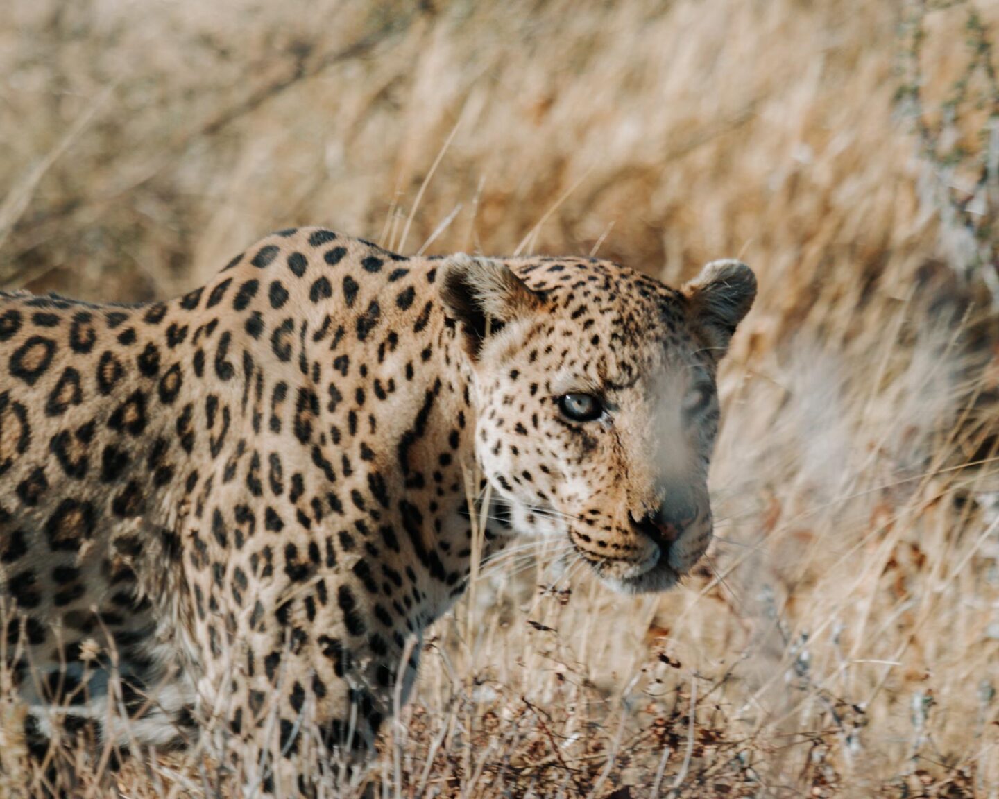 leopard in etosha namibia