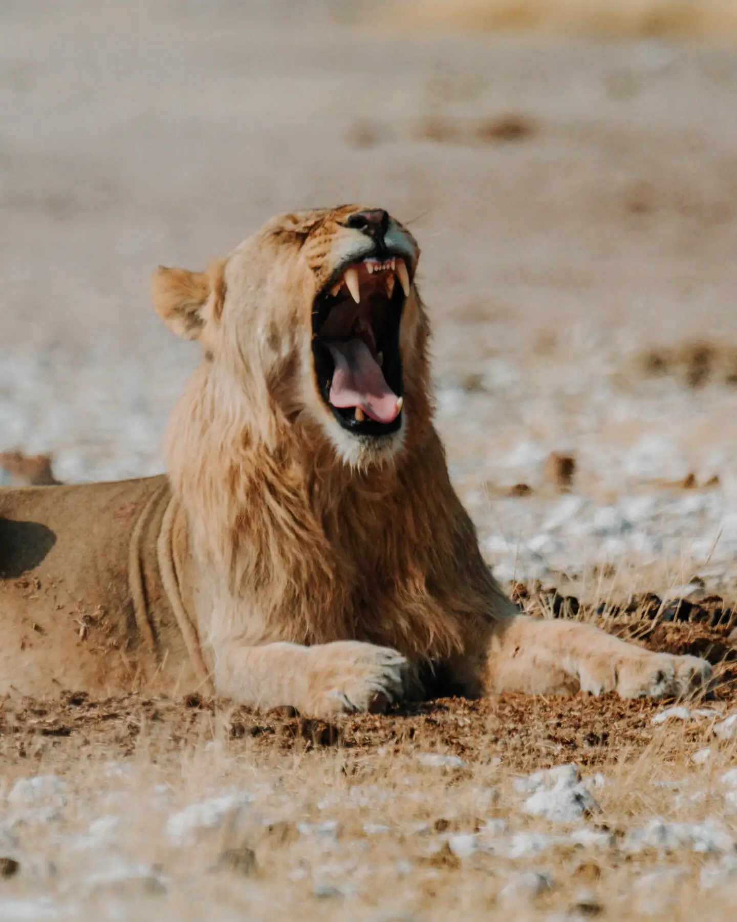 lion in etosha namibia