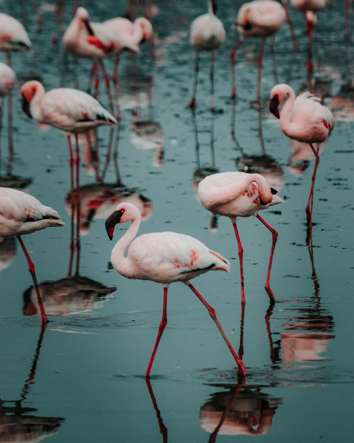 flamingos in walvis bay