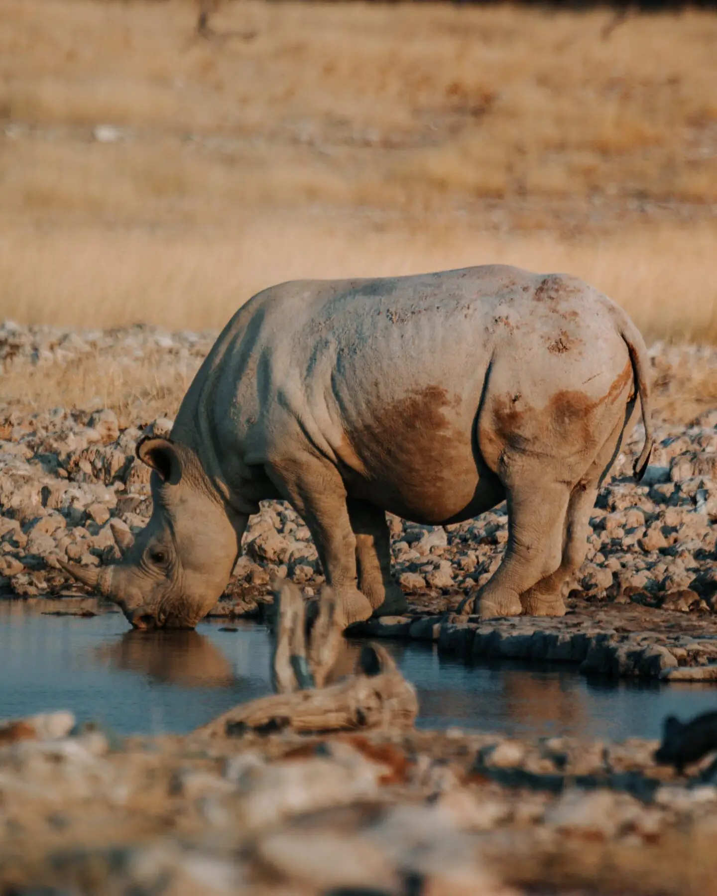 rhino in etosha namibia