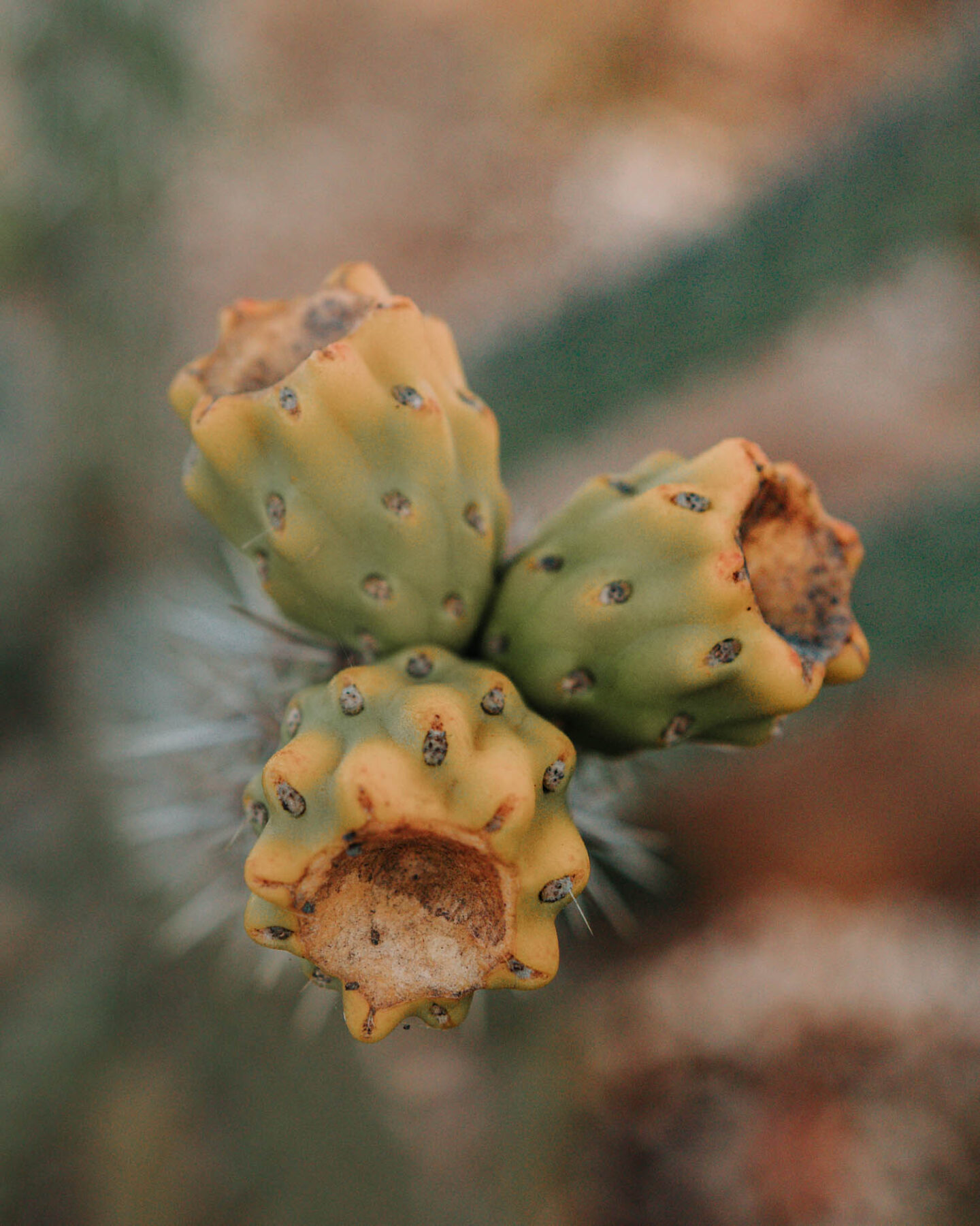 cacti