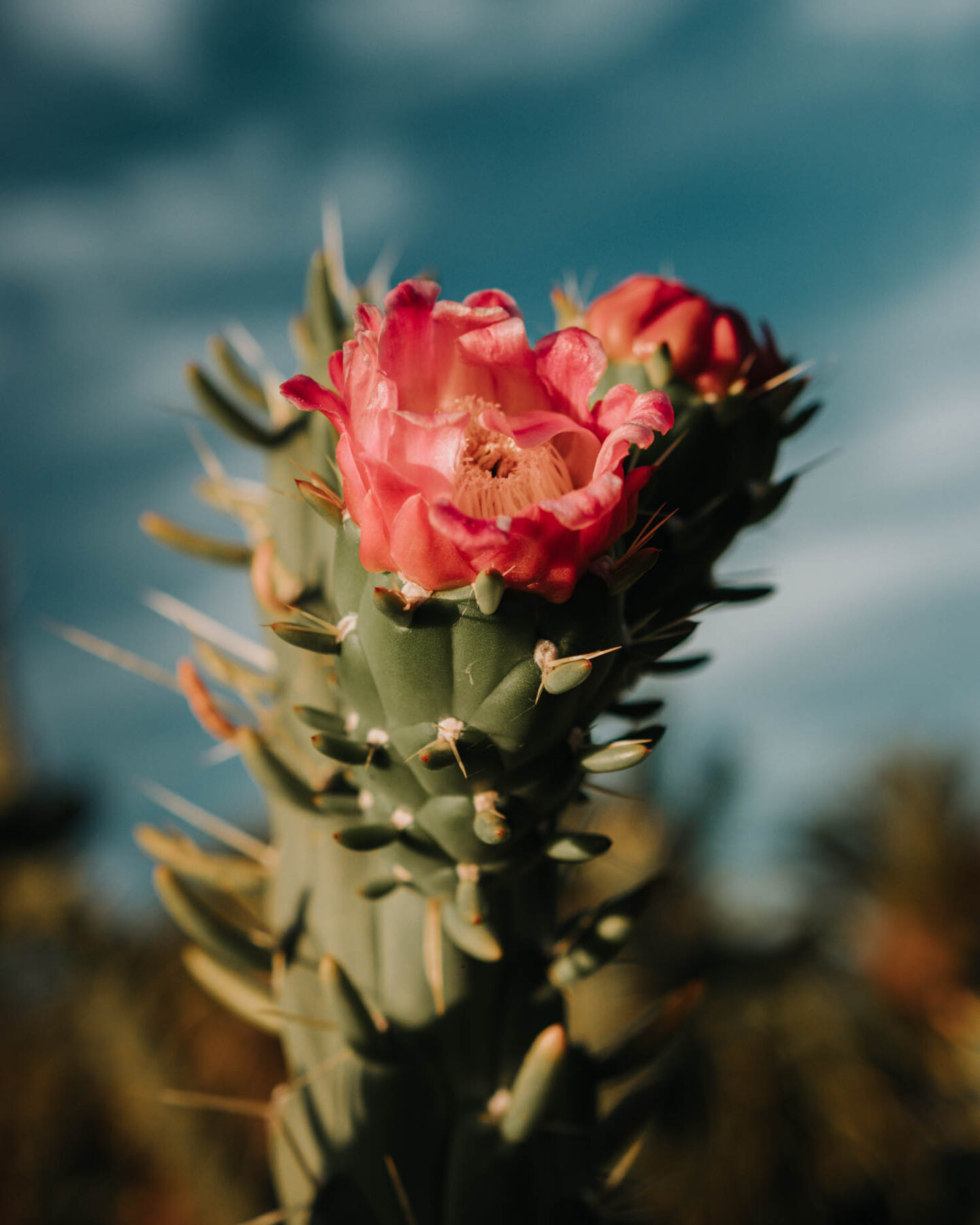 cacti with a flower