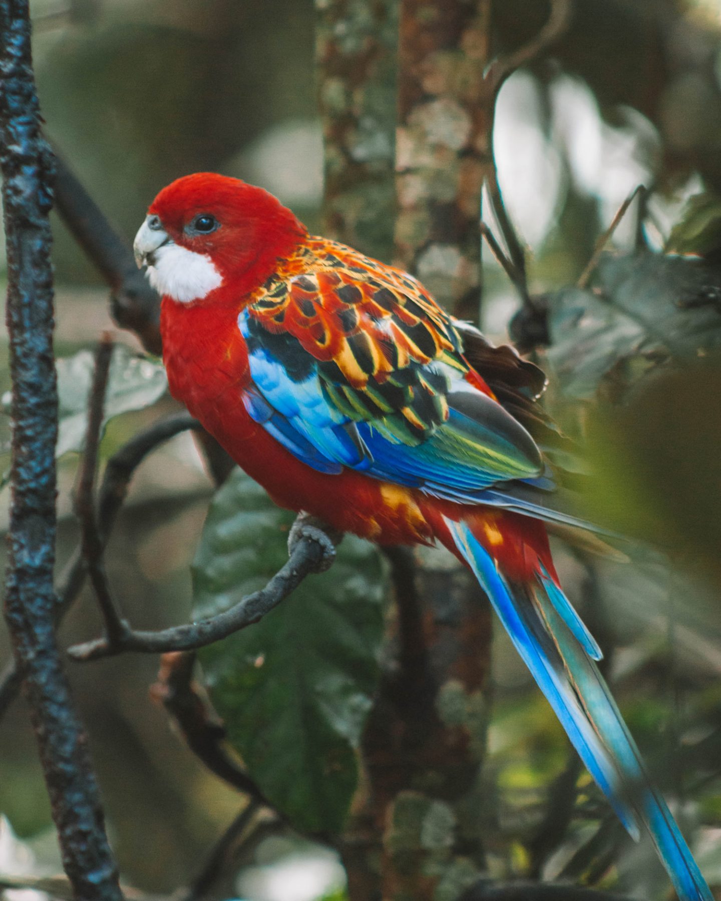 parrots at birds of eden