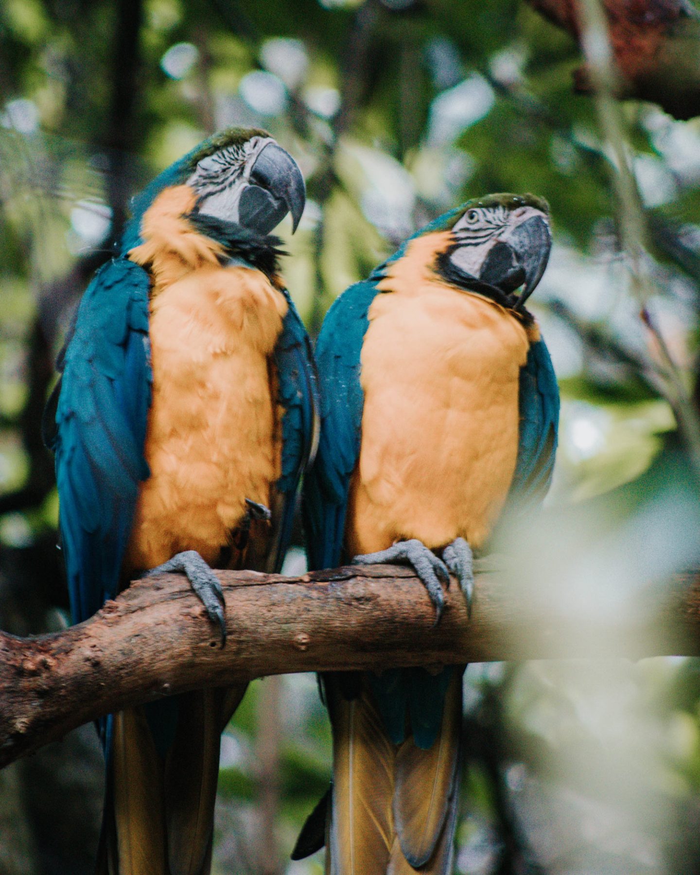 parrots at birds of eden