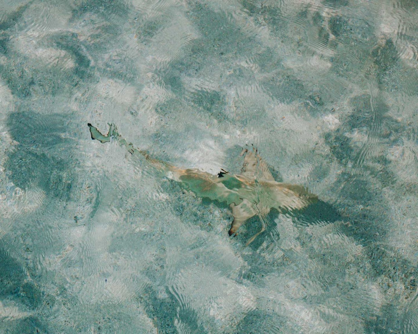 black tip sharks