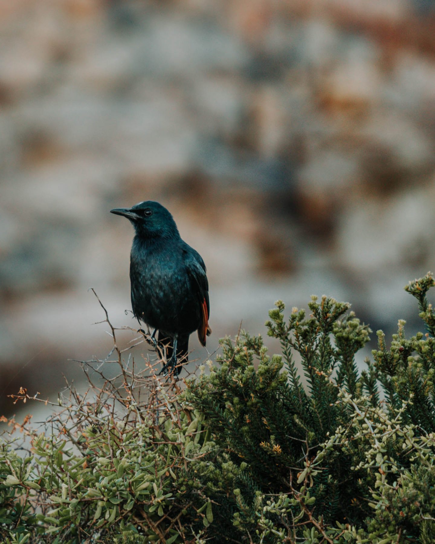 bird