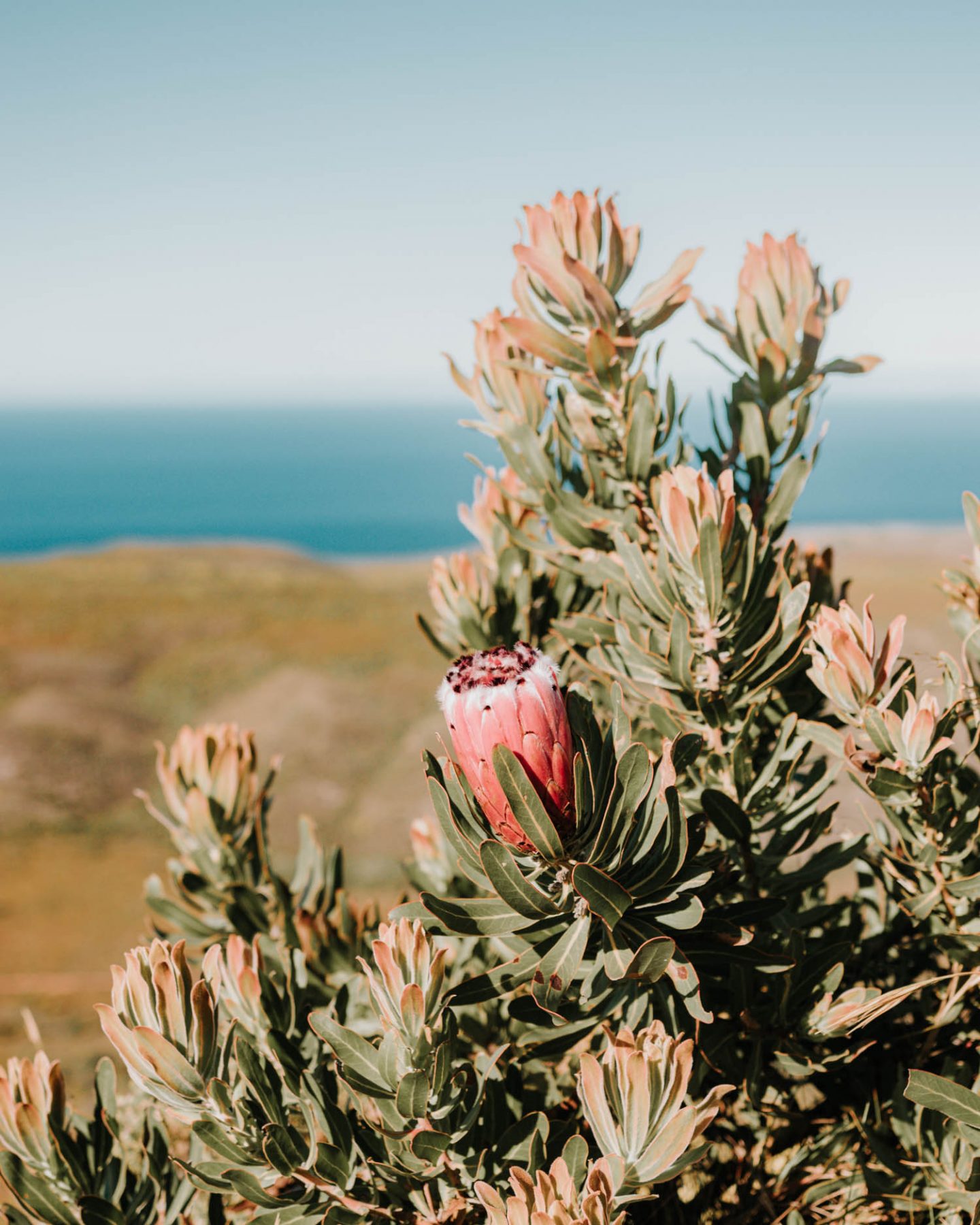 proteas along the whale trail hike
