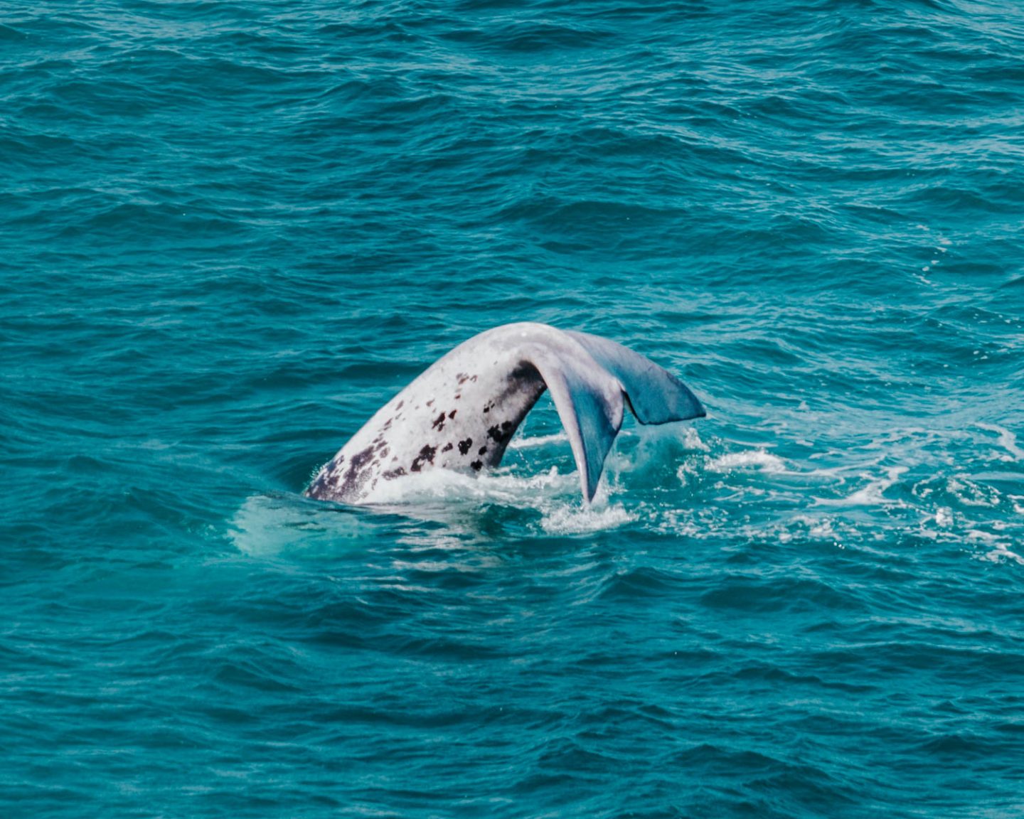 tail of a whale
