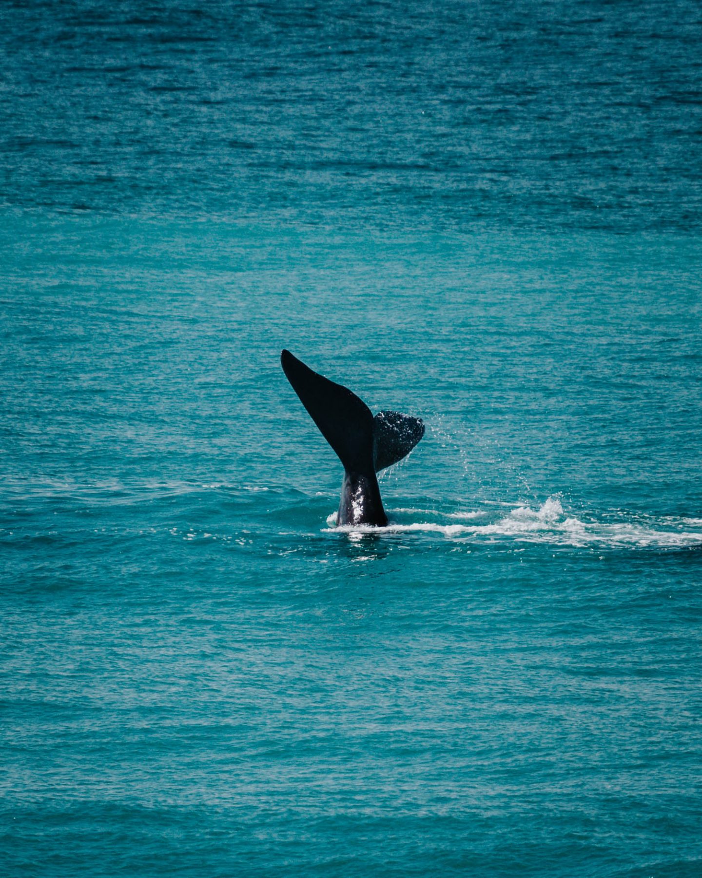 whale tail