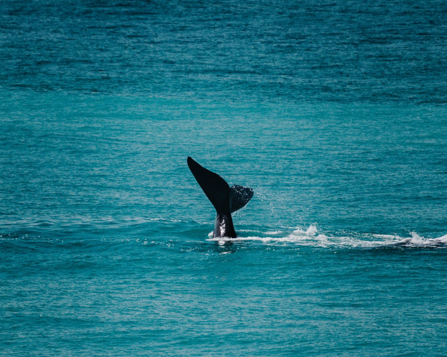 whale tail
