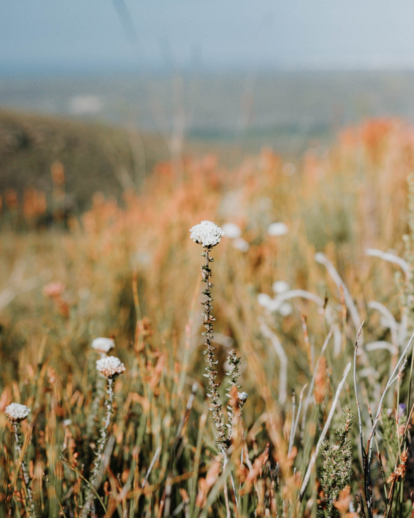 wild flowers inside de hoop nature reserve