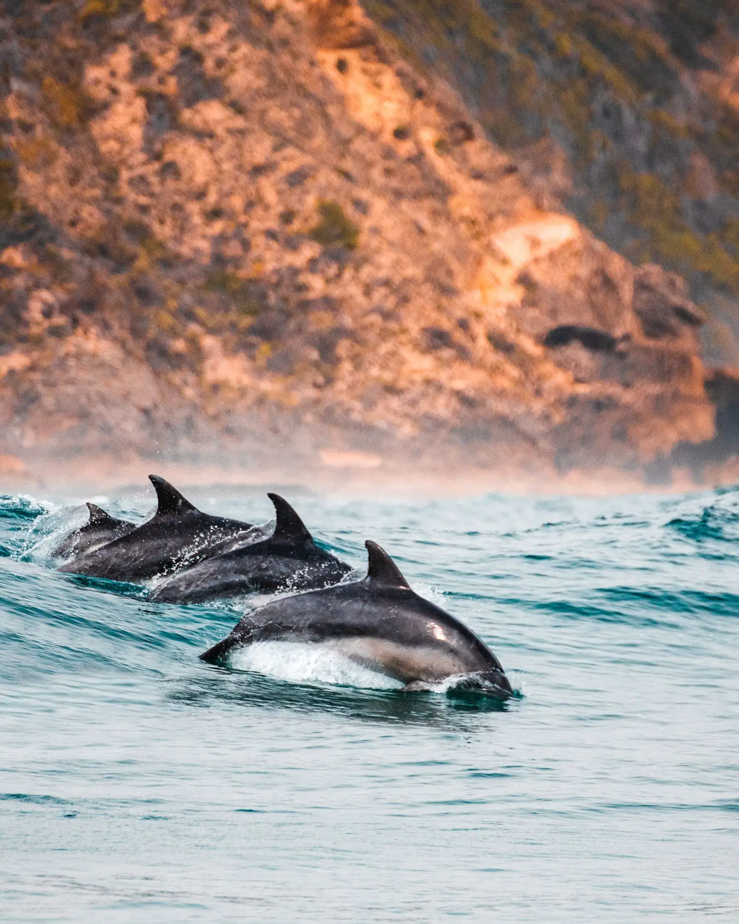 dolphins in knysna