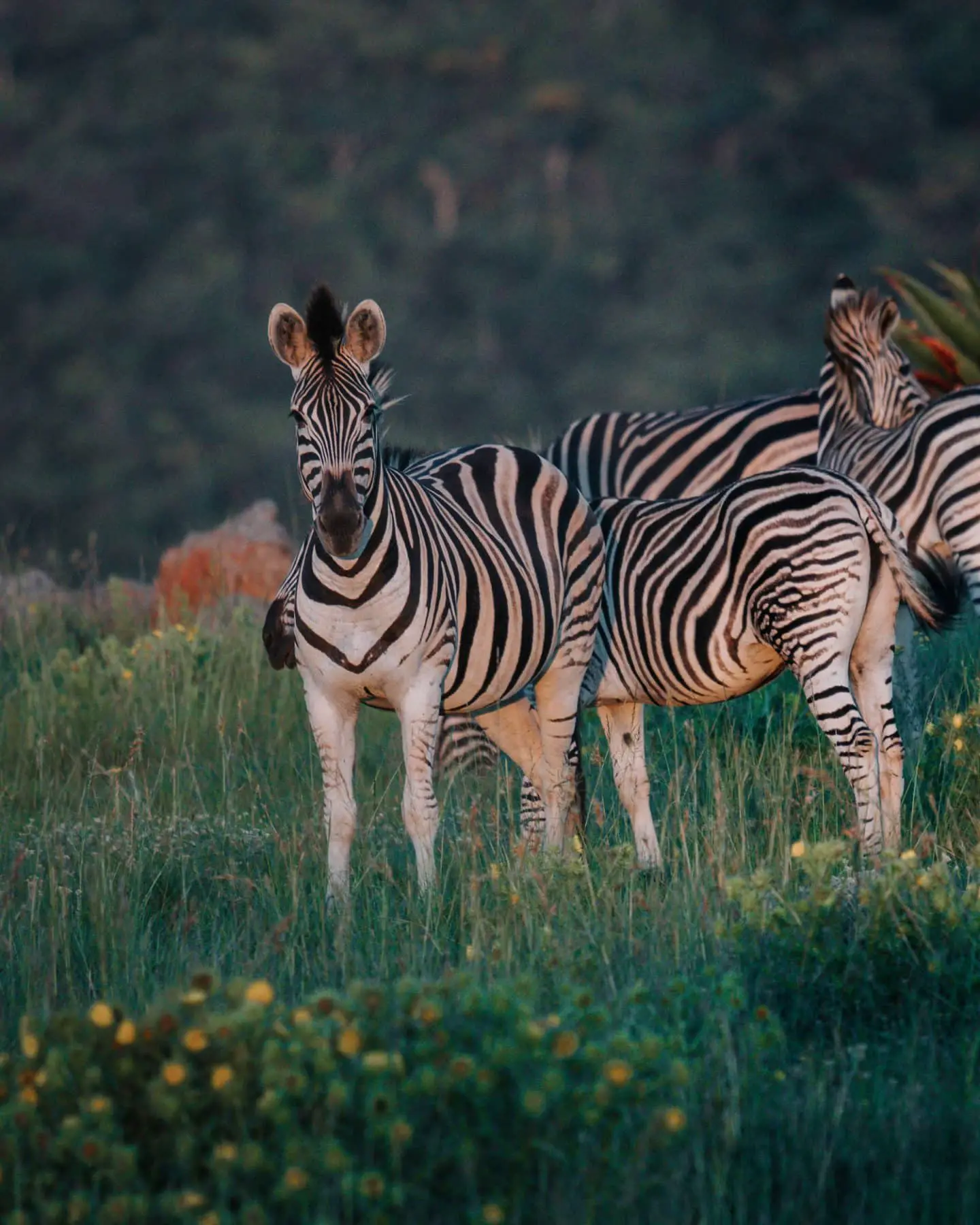 zebra at babanango game reserve in kzn