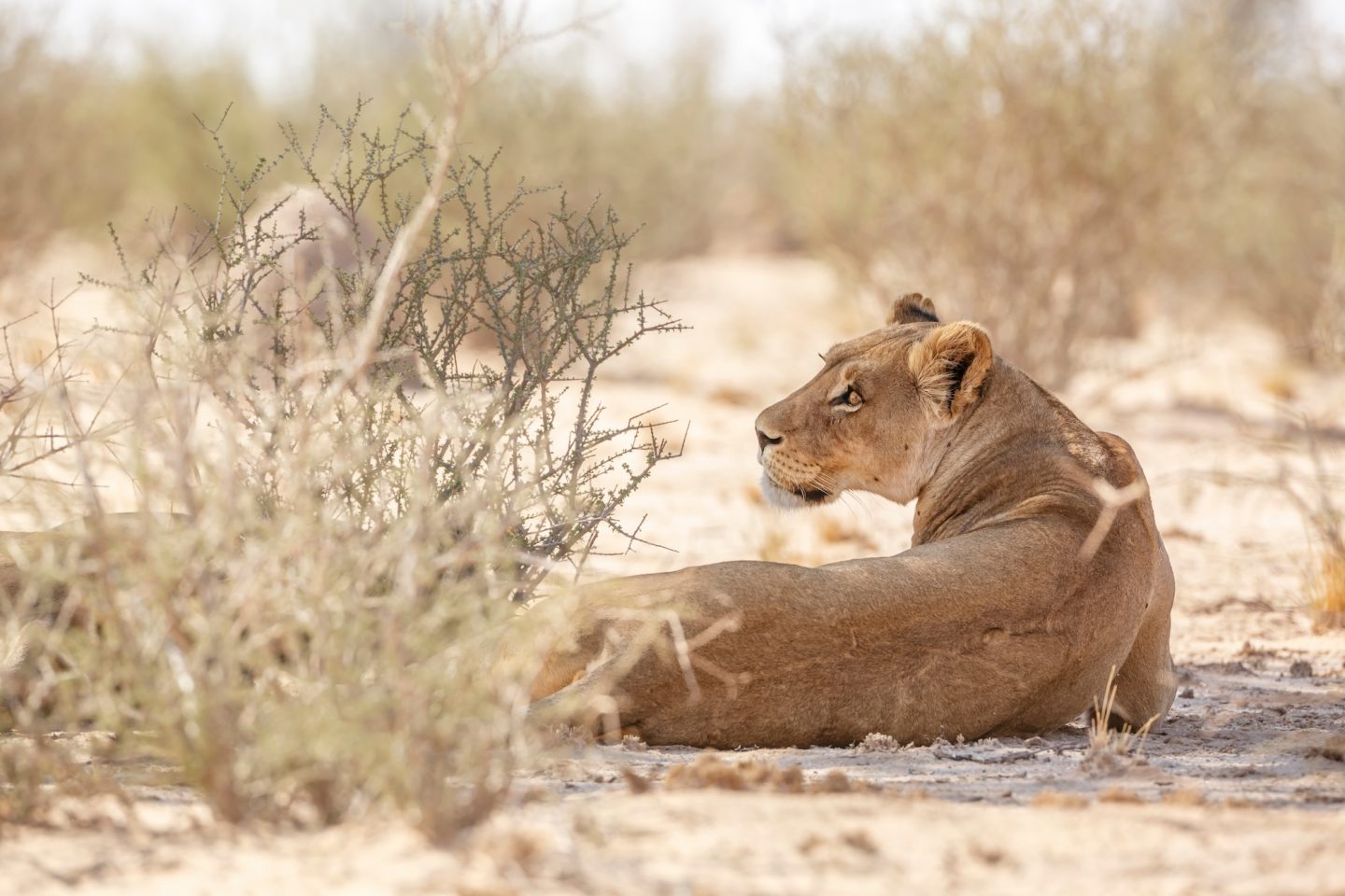 African lion in Kgalagadi transfrontier park, South Africa