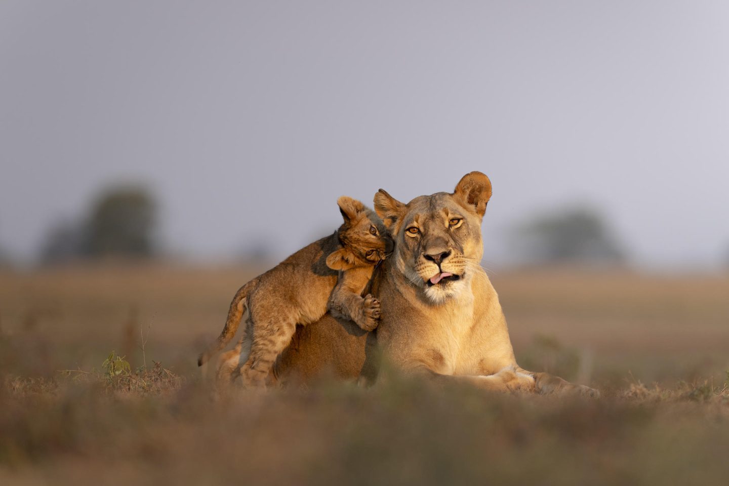 Chisa Busanga Lioness and Cub