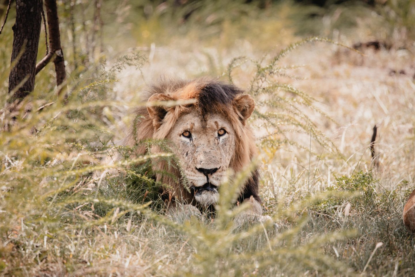 Magashi_lion