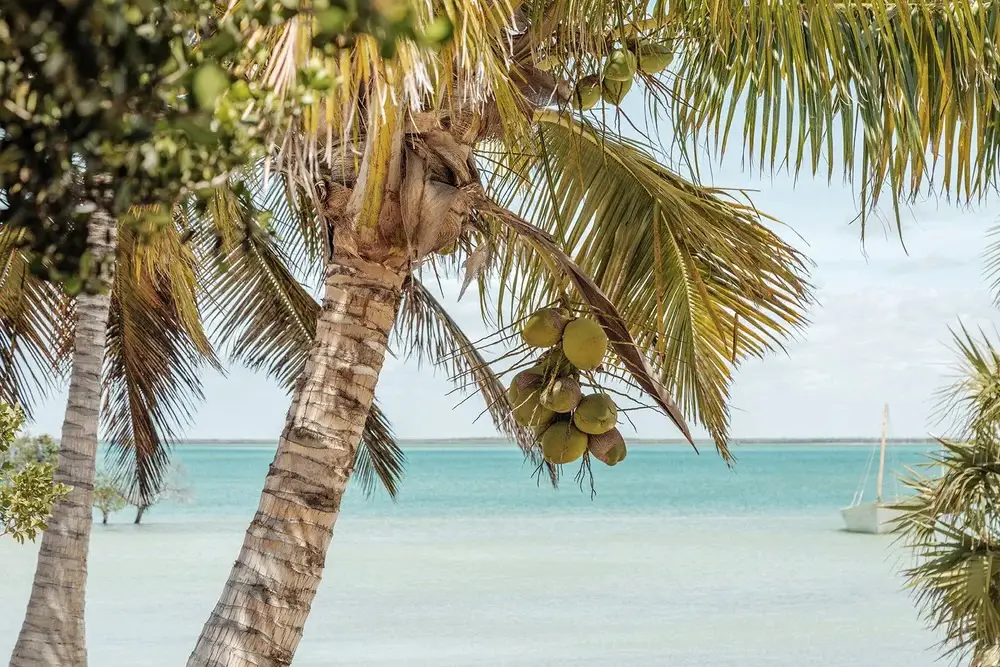sussurro mozambique