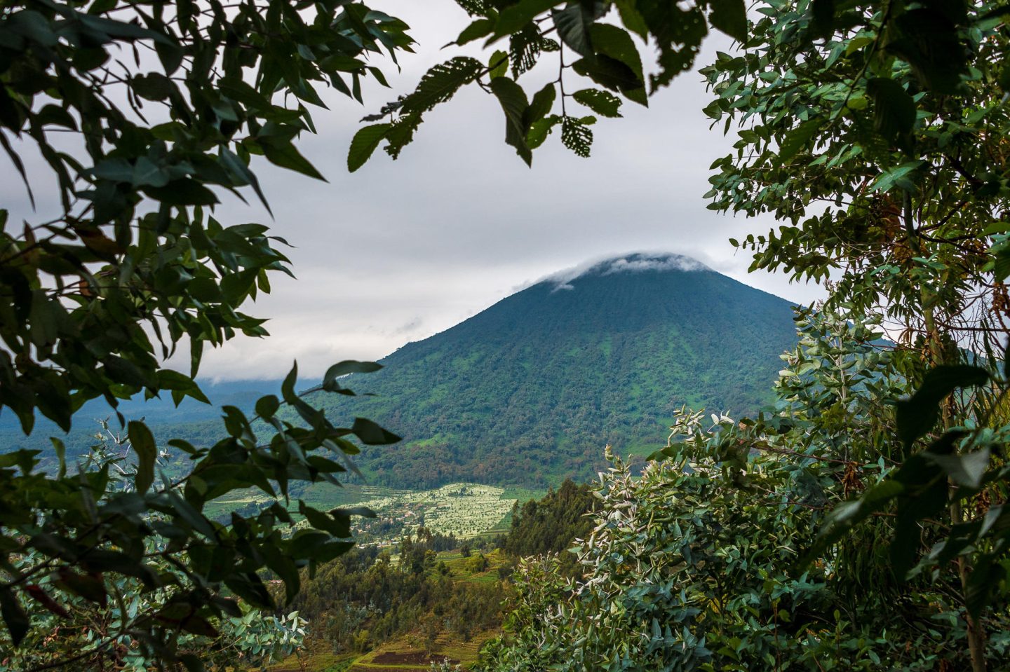 Wilderness Bisate